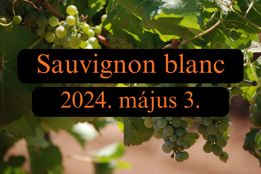 Sauvignon blanc kóstoló - Május 3.